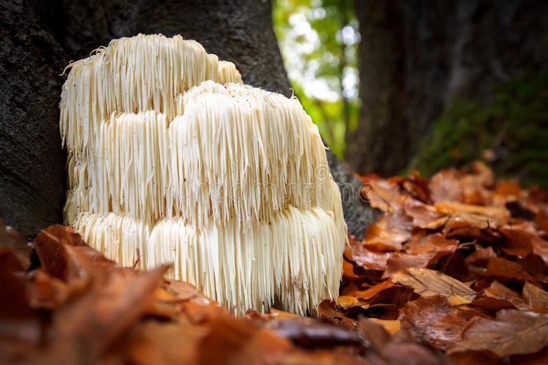 The Magic of Mushrooms: Lion's Mane