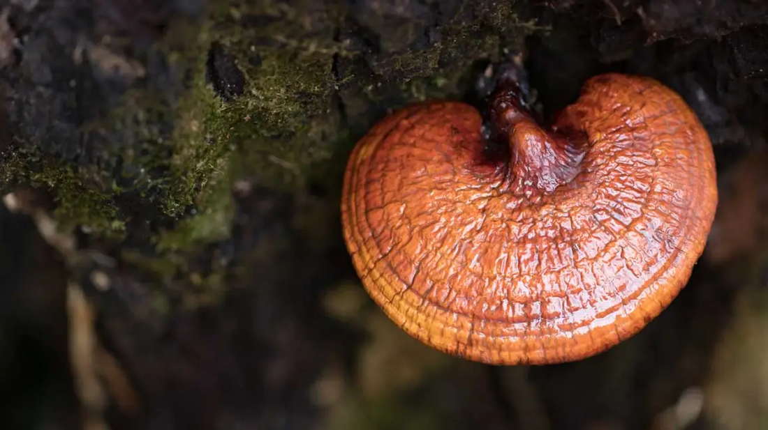 The Magic of Mushrooms: Reishi